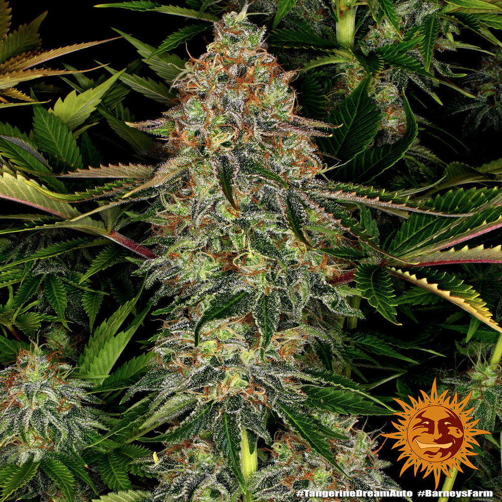 Tangerine Dream Auto Autoflower Barney's Farm