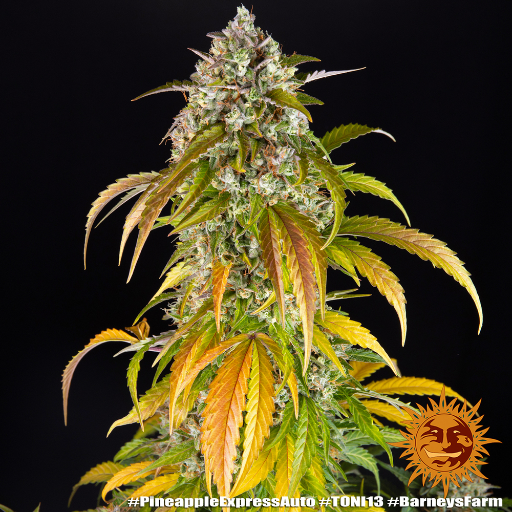 Pineapple Express Auto Autoflower Barney's Farm