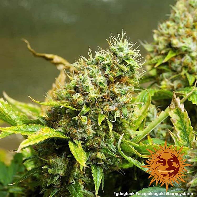 Acapulco Gold Feminised Barney's Farm