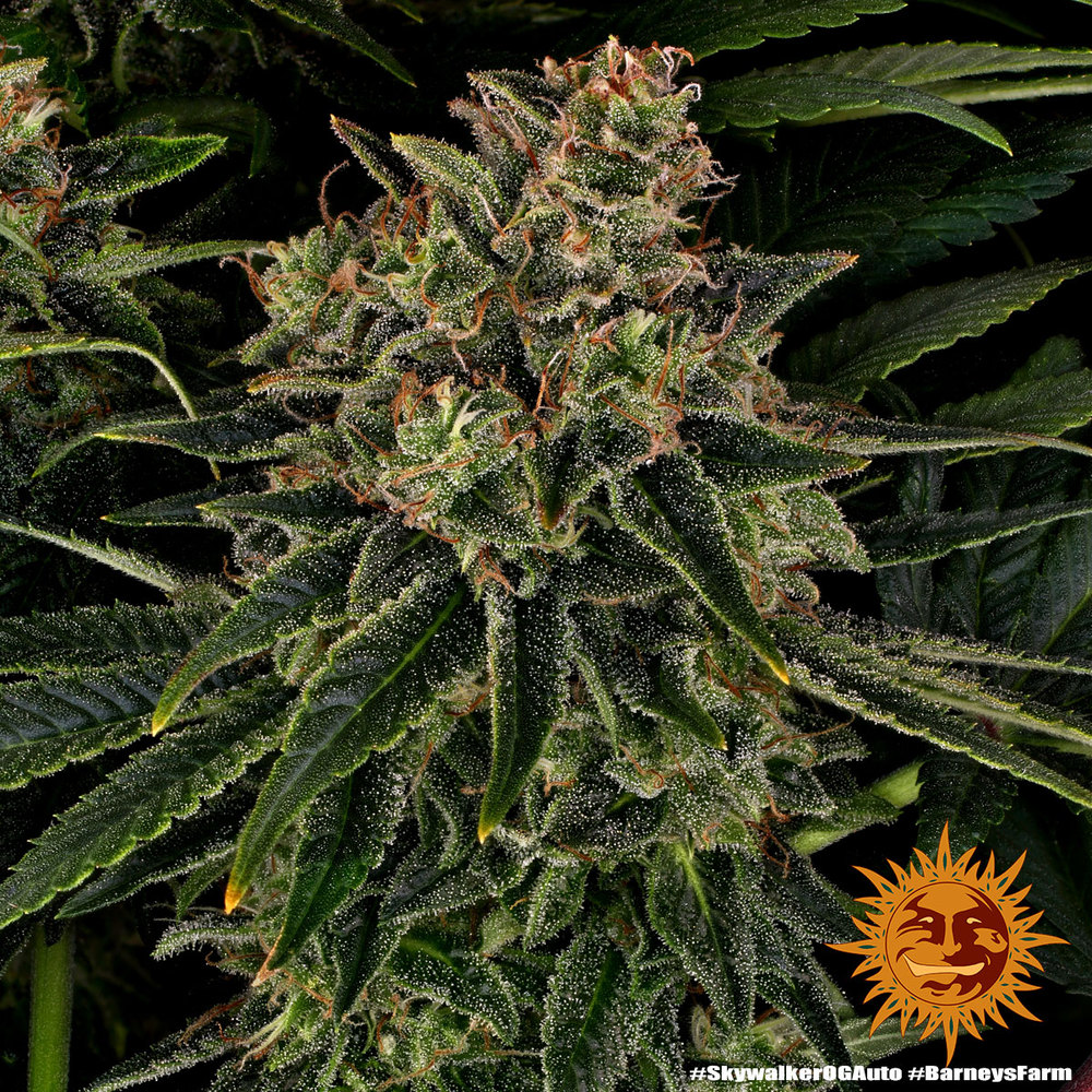 Skywalker OG Auto Autoflower Barney's Farm