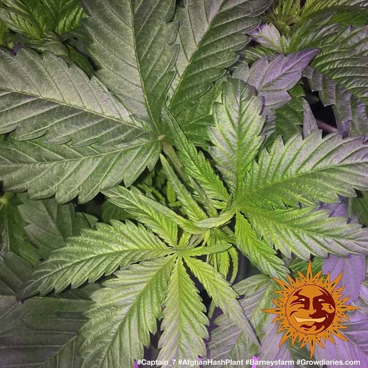 Afghan Hash Plant Regular Barney's Farm
