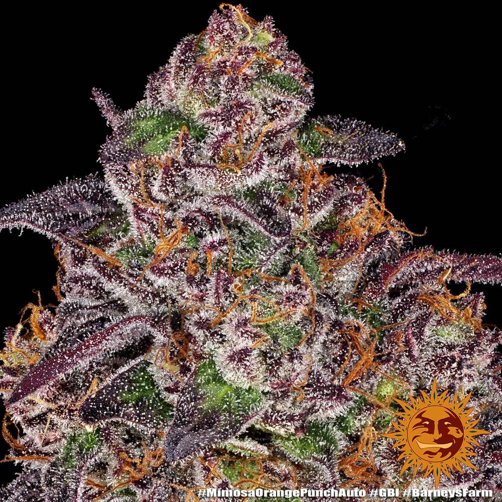 Mimosa x Orange Punch Auto Autoflower Barney's Farm