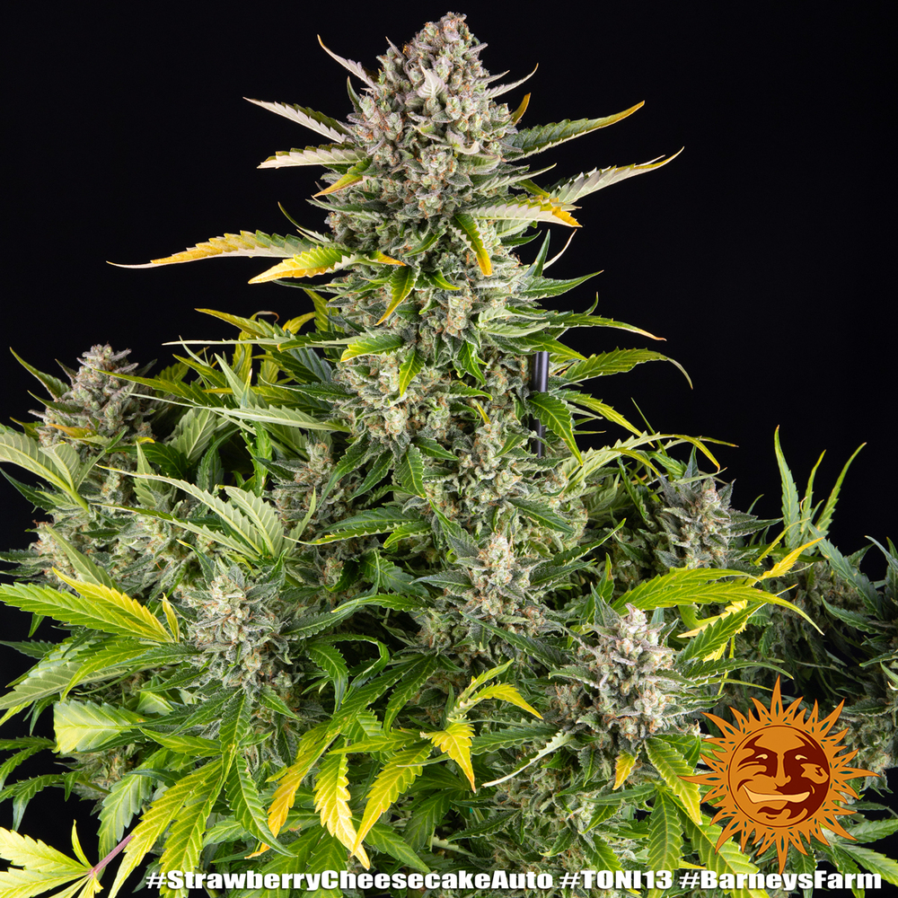 Strawberry Cheesecake Auto Autoflower Barney's Farm