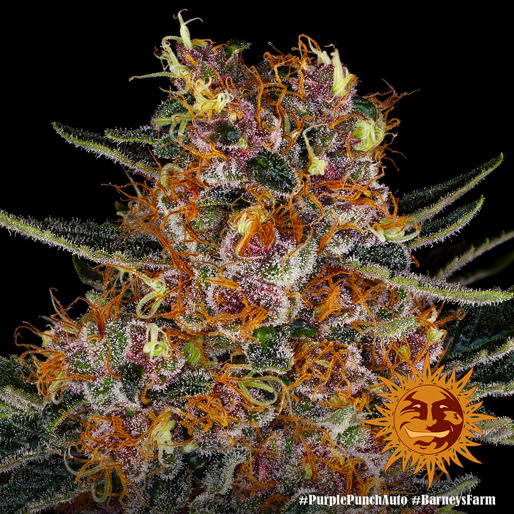 Purple Punch Auto Autoflower Barney's Farm