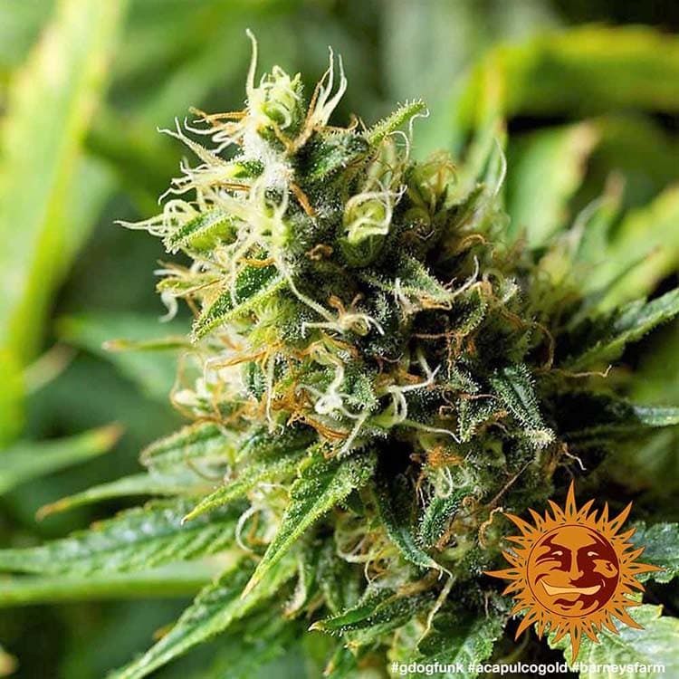 Acapulco Gold Feminised Barney's Farm