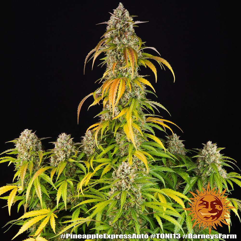 Pineapple Express Auto Autoflower Barney's Farm