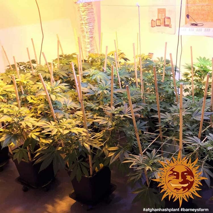 Afghan Hash Plant Regular Barney's Farm