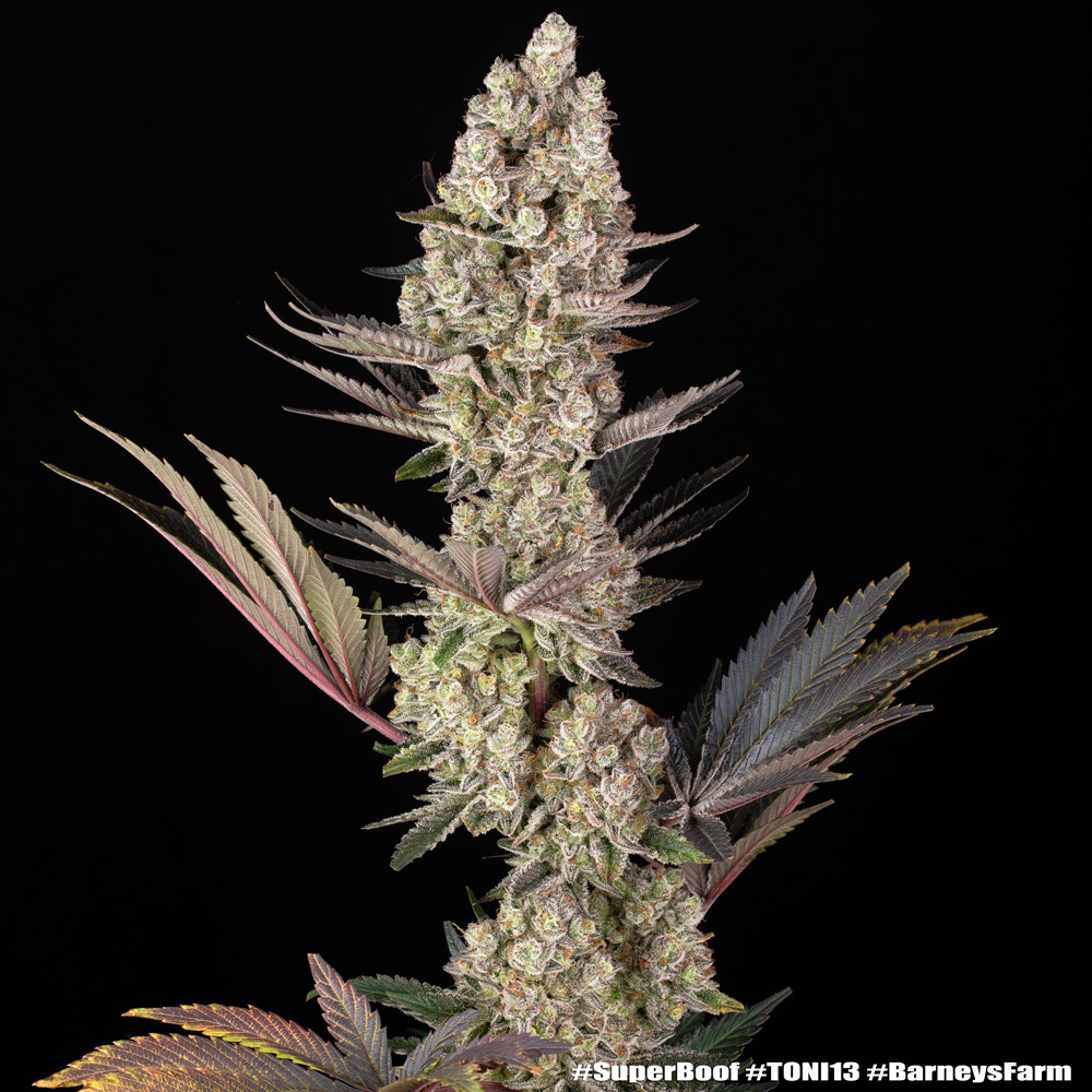 Super Boof Feminised Barney's Farm
