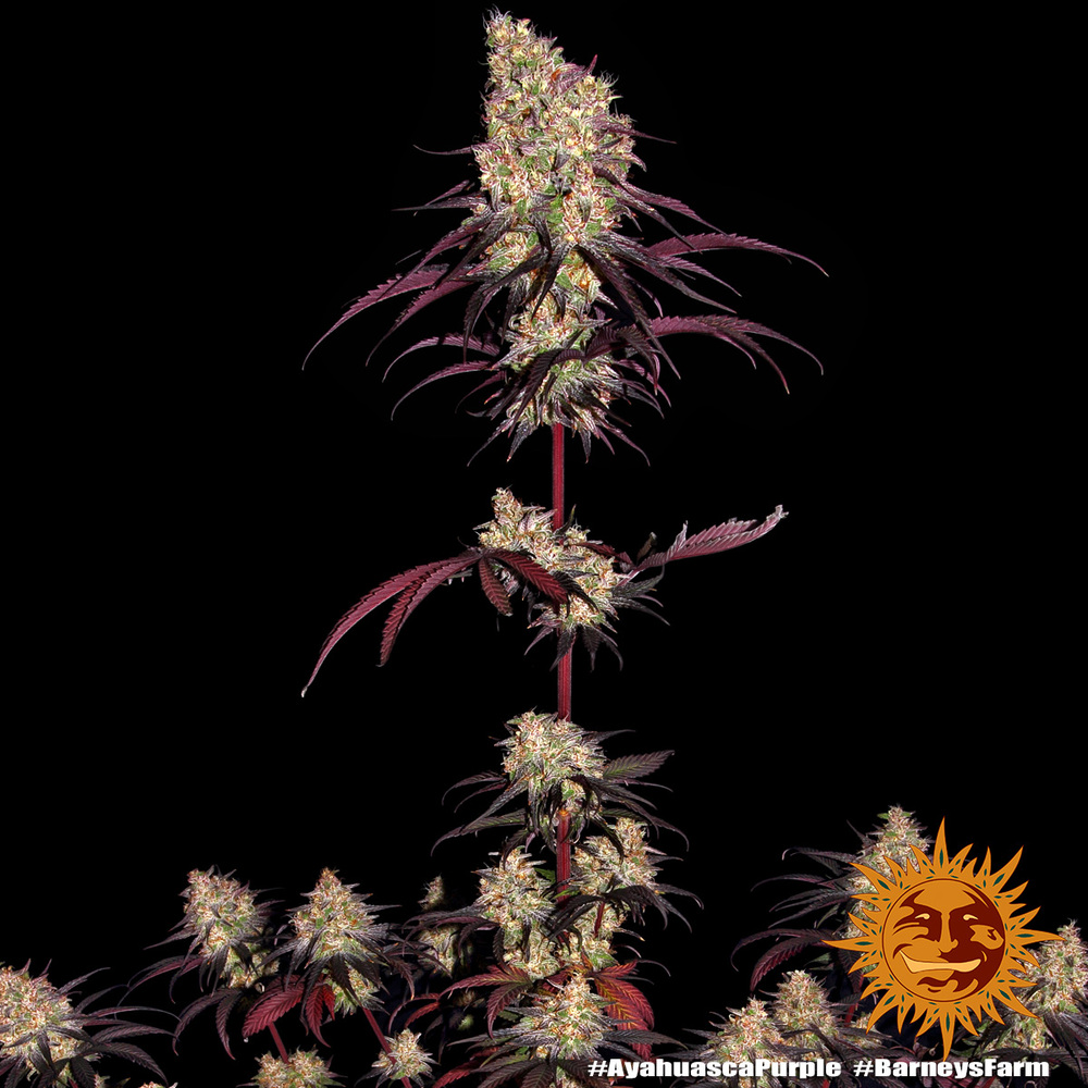 Ayahuasca Purple Feminised Barney's Farm