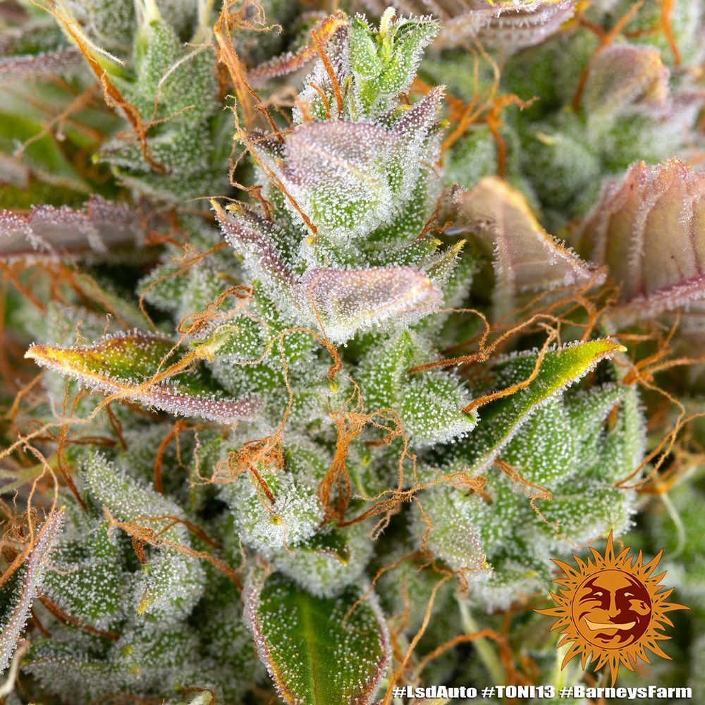 LSD Auto Autoflower Barney's Farm