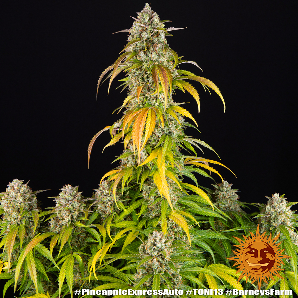 Pineapple Express Auto Autoflower Barney's Farm