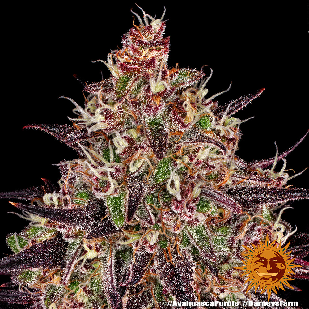 Ayahuasca Purple Feminised Barney's Farm