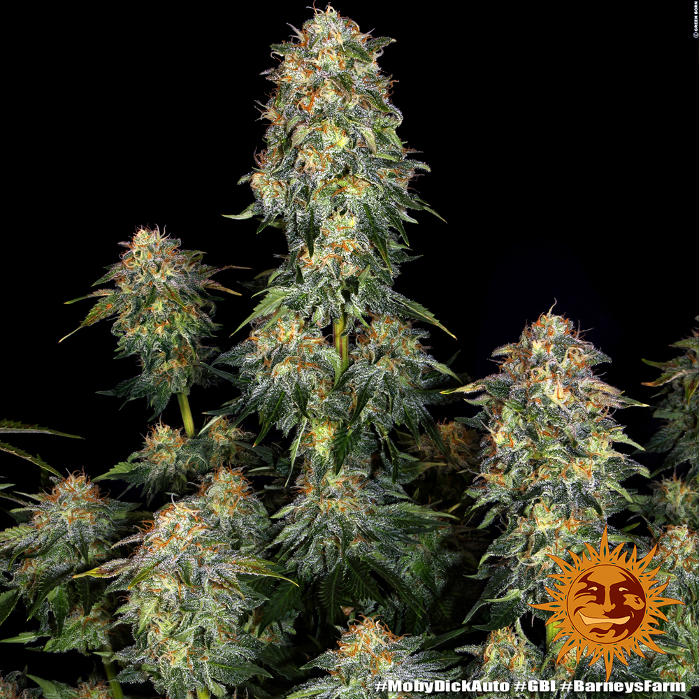 Moby Dick Auto Autoflower Barney's Farm