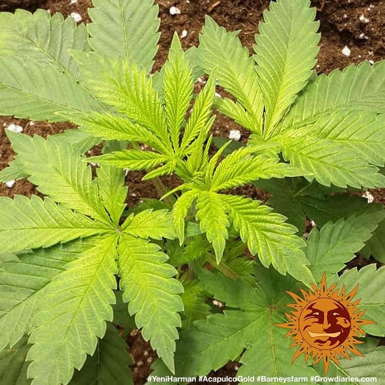 Acapulco Gold Feminised Barney's Farm