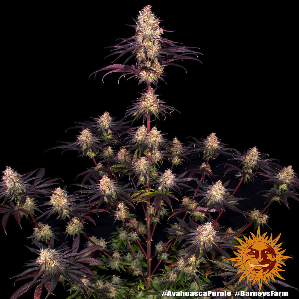 Ayahuasca Purple Feminised Barney's Farm