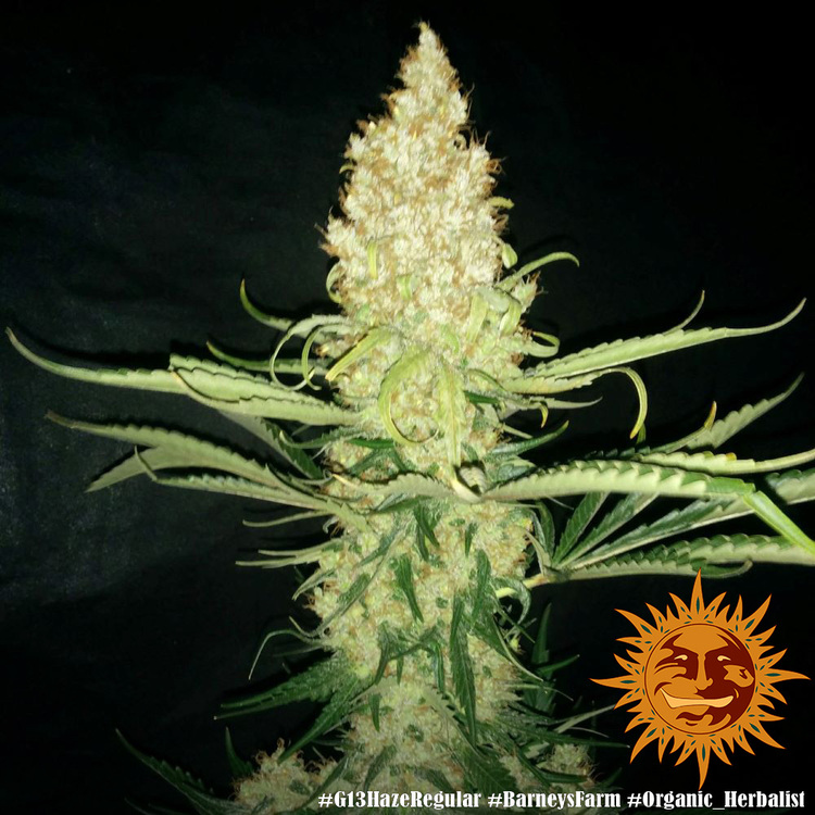 G13 Haze Regular Barney's Farm