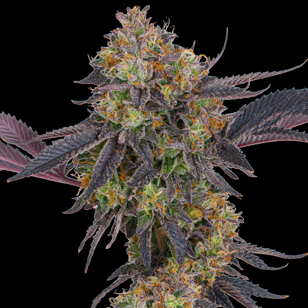 Tropicana Cherry Feminised Barney's Farm