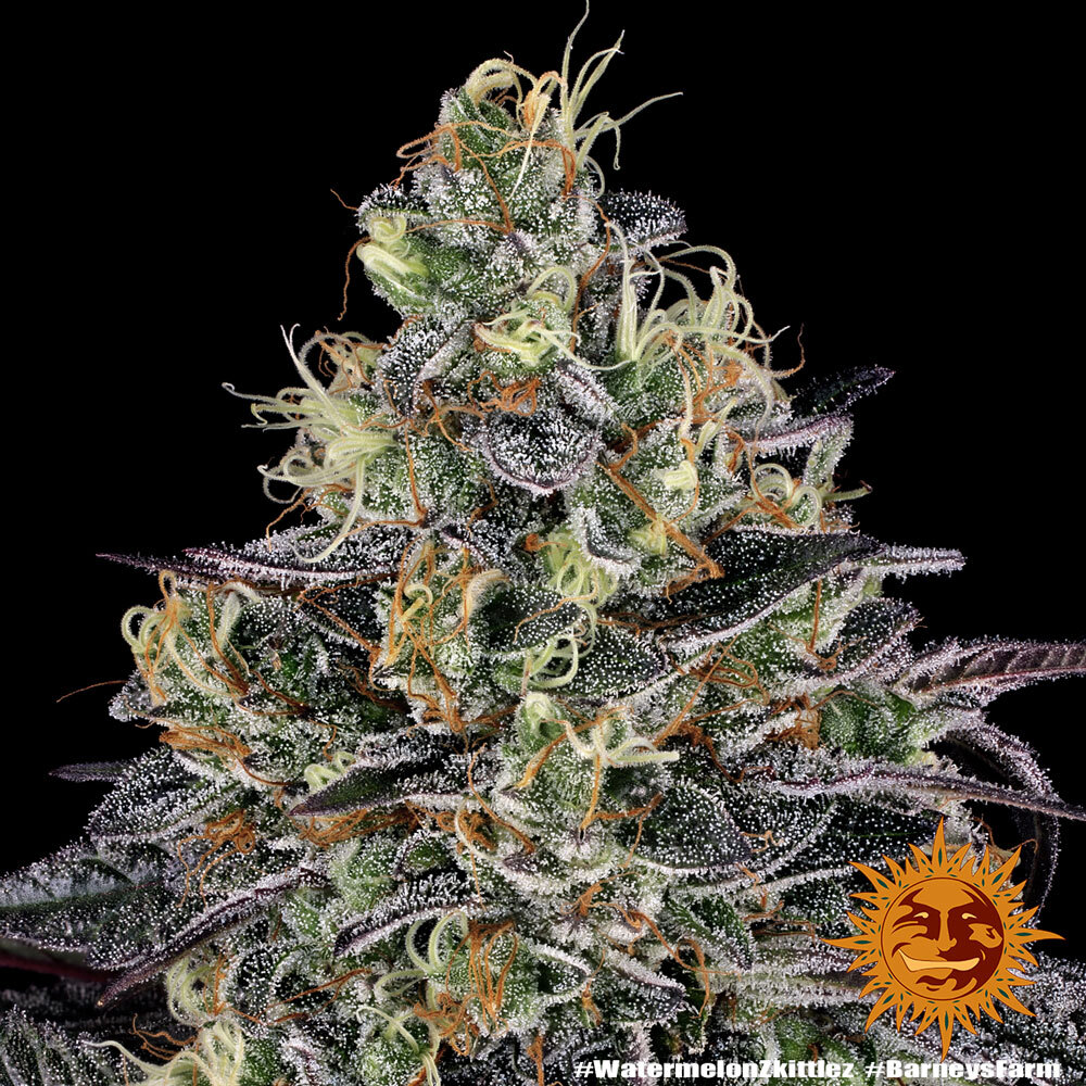 Watermelon Z Feminised Barney's Farm