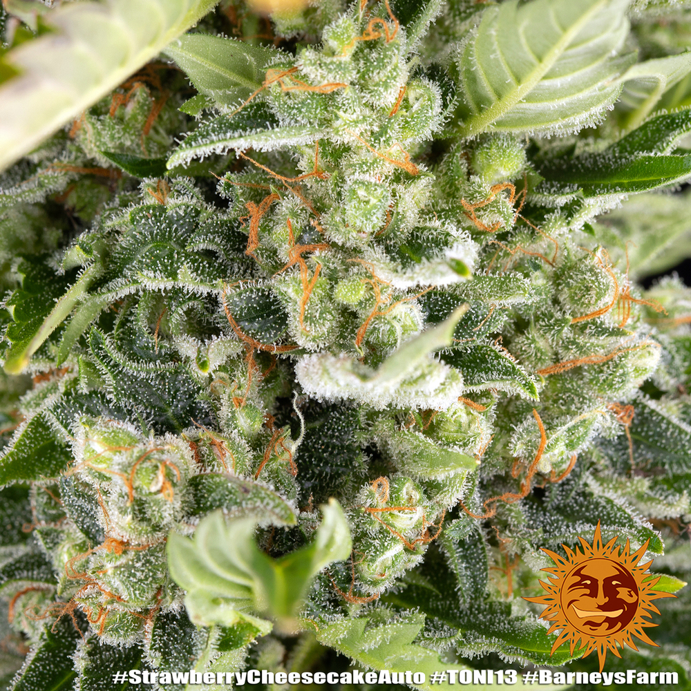 Strawberry Cheesecake Auto Autoflower Barney's Farm