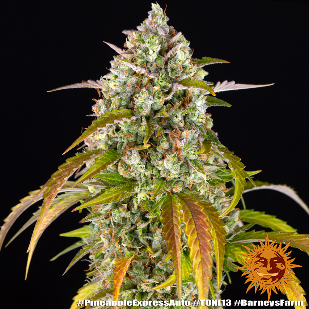 Pineapple Express Auto Autoflower Barney's Farm