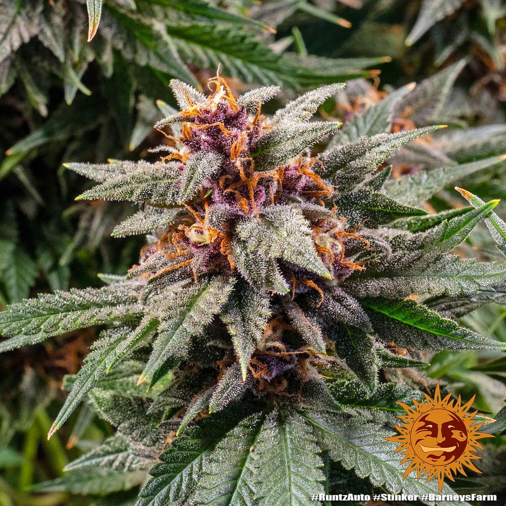 Runtz Auto Autoflower Barney's Farm