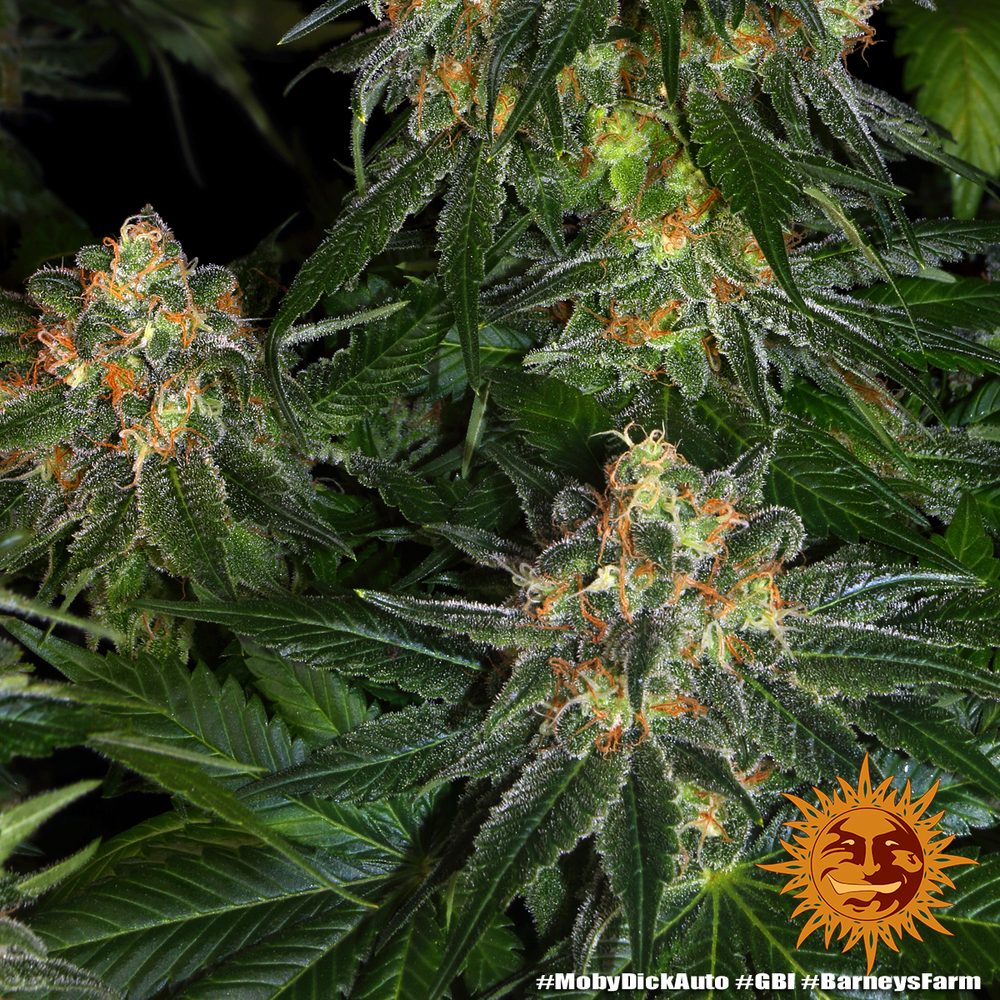 Moby Dick Auto Autoflower Barney's Farm
