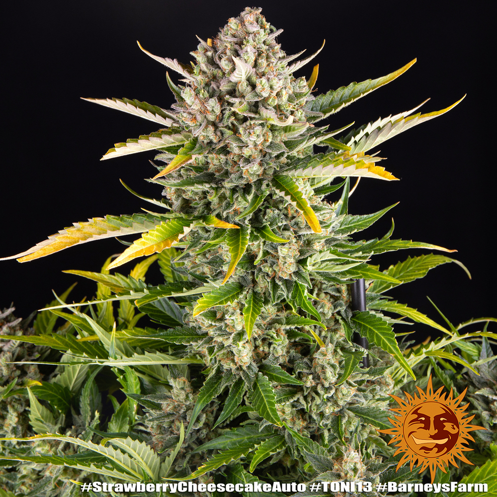 Strawberry Cheesecake Auto Autoflower Barney's Farm