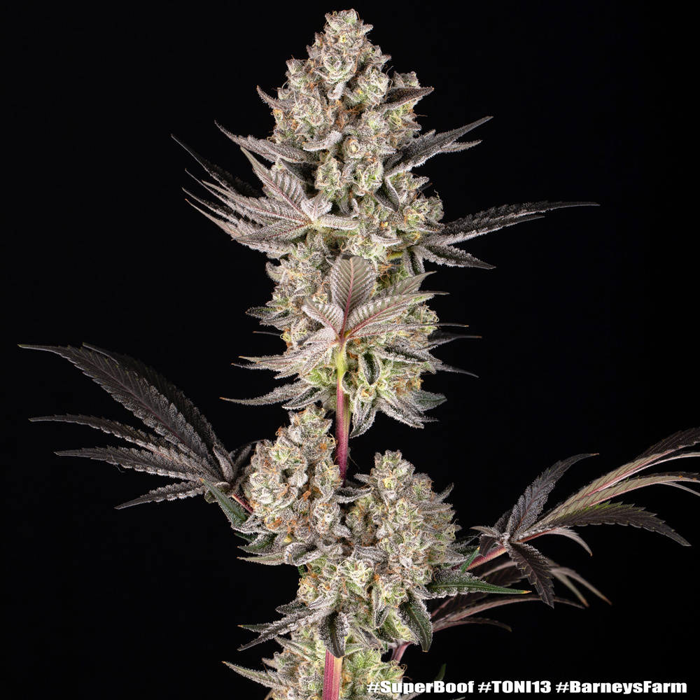 Super Boof Feminised Barney's Farm