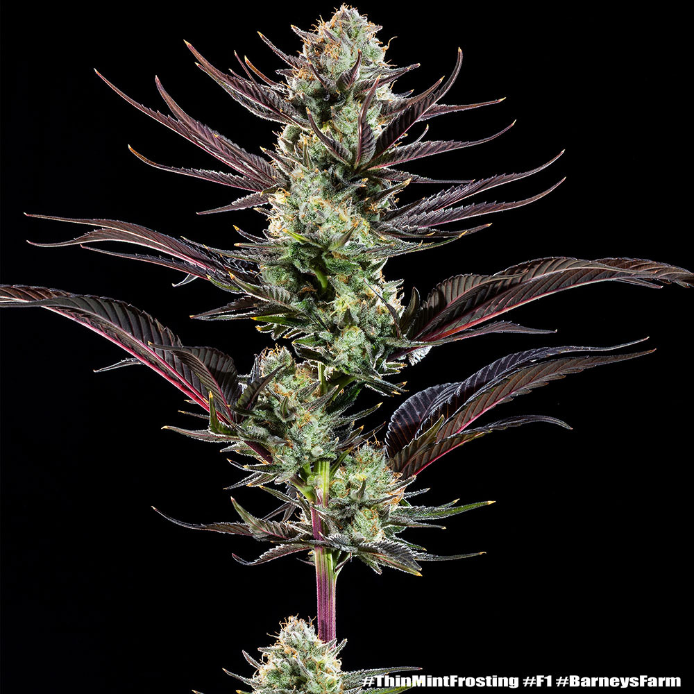 Thin Mint Frosting F1 Feminised Barney's Farm