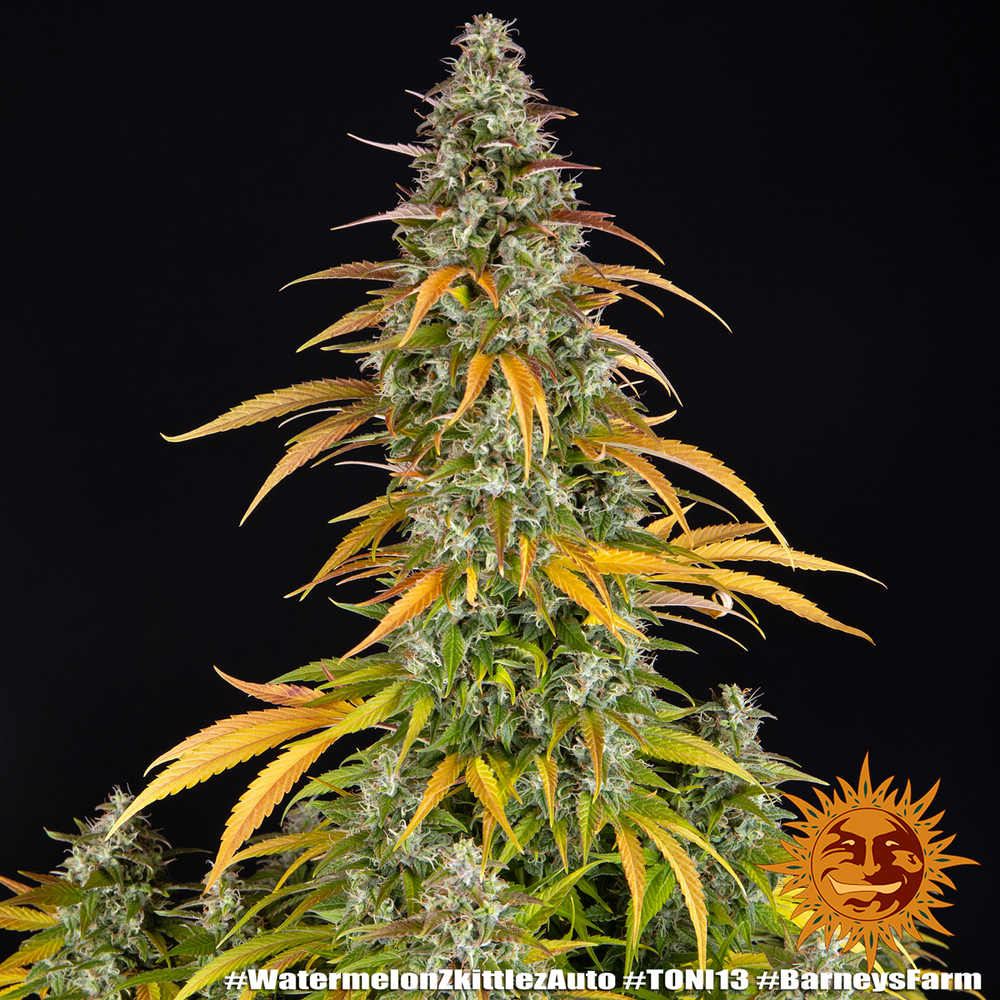Watermelon Z Auto Autoflower Barney's Farm