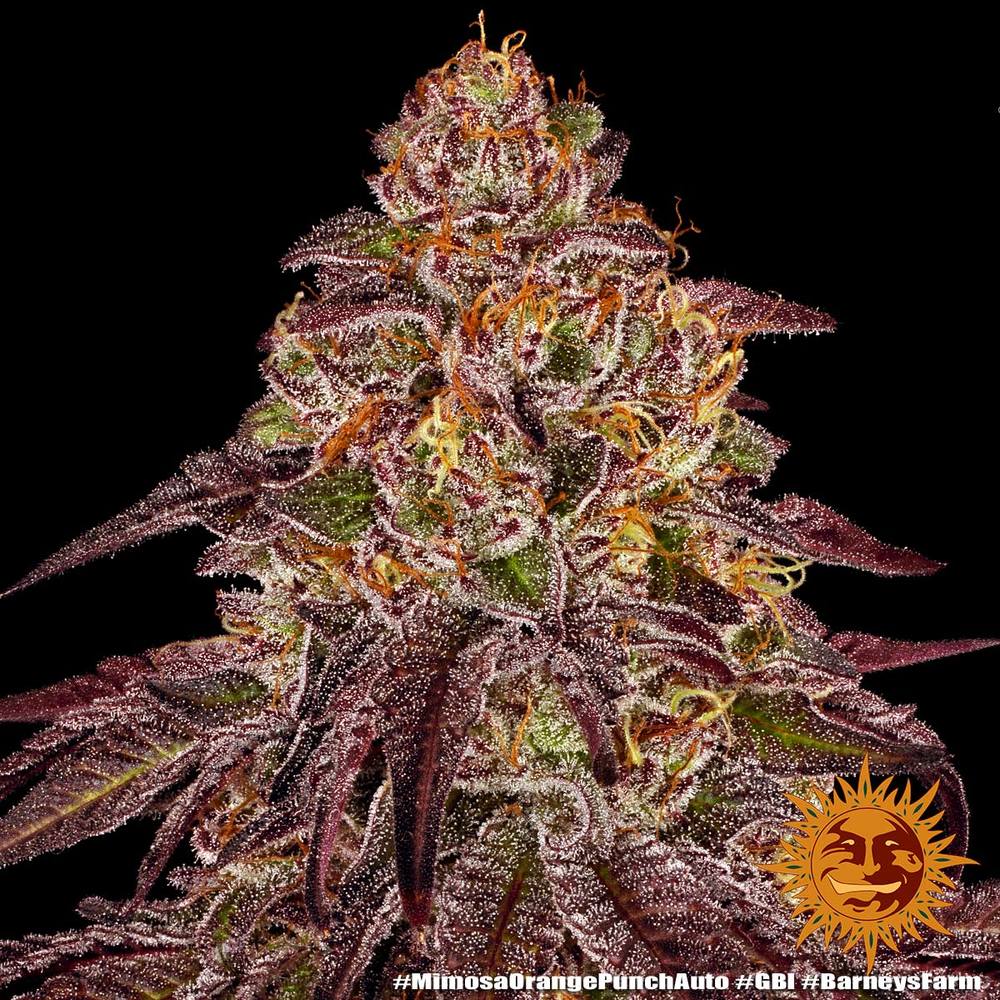 Mimosa x Orange Punch Auto Autoflower Barney's Farm