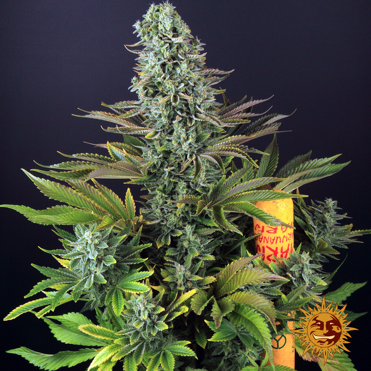 Tropicanna Banana Feminised Barney's Farm
