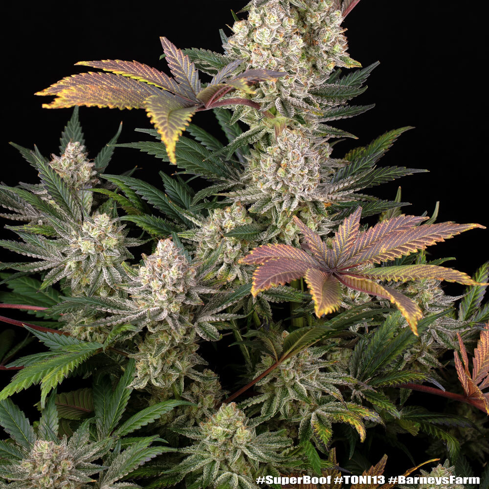Super Boof Feminised Barney's Farm