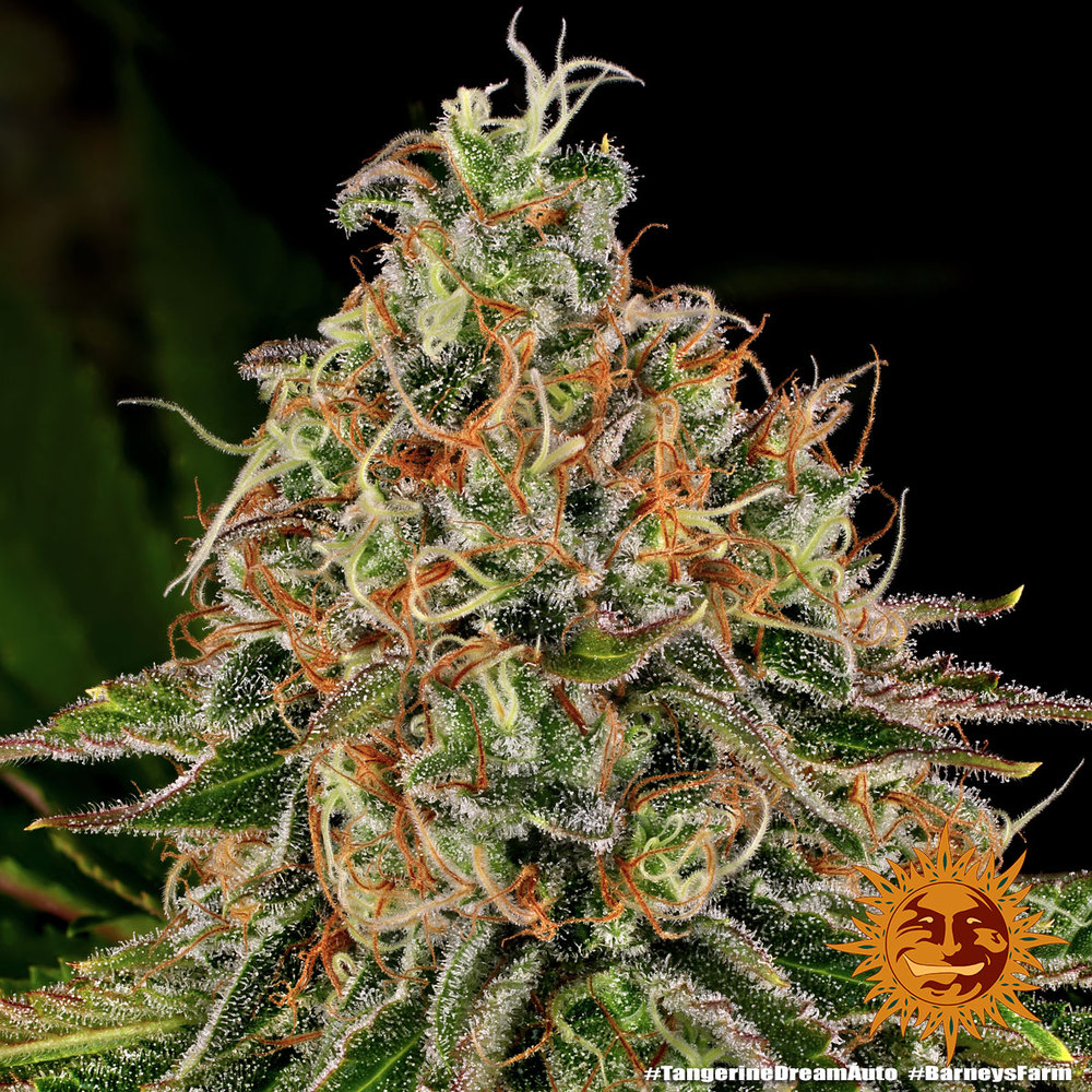 Tangerine Dream Auto Autoflower Barney's Farm