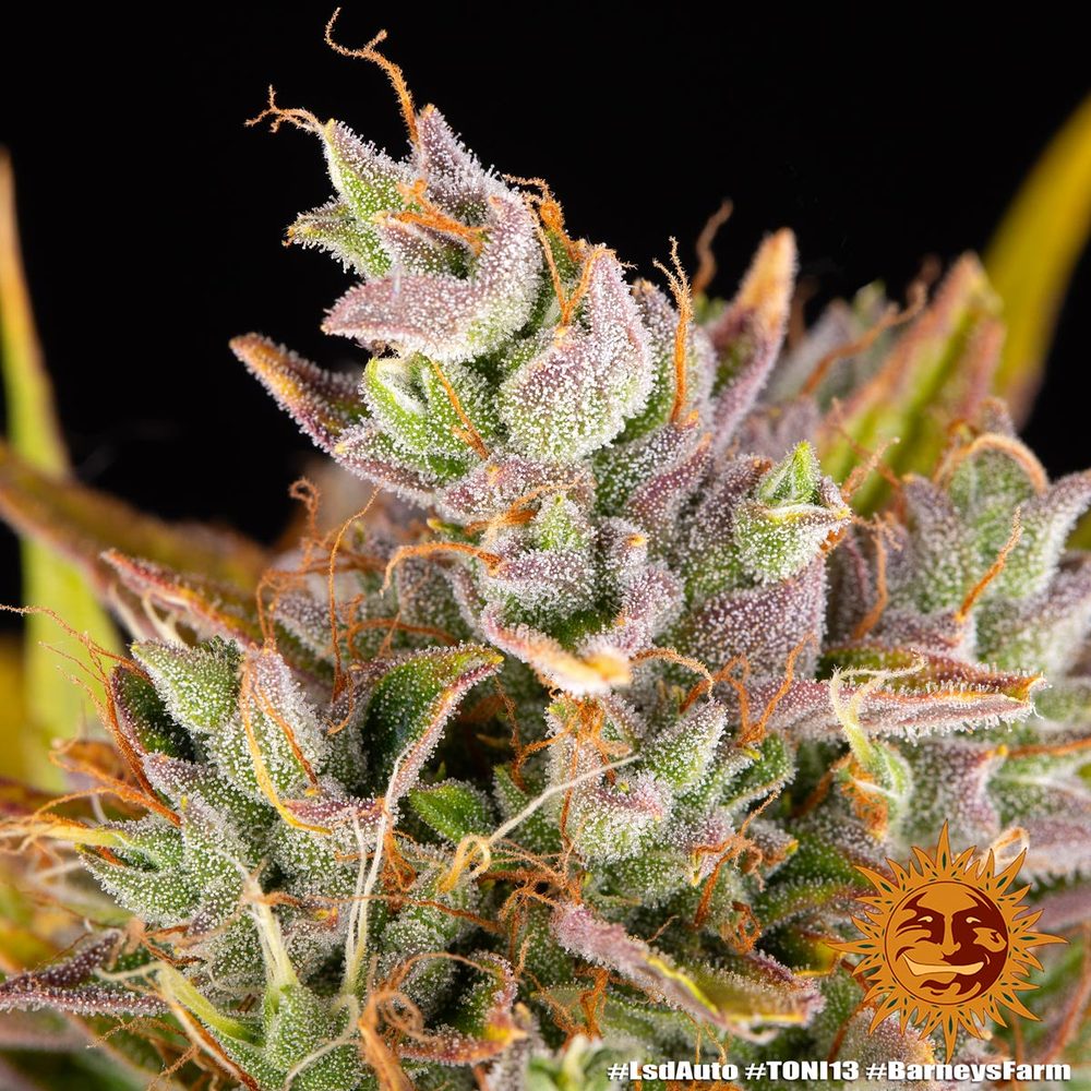 LSD Auto Autoflower Barney's Farm
