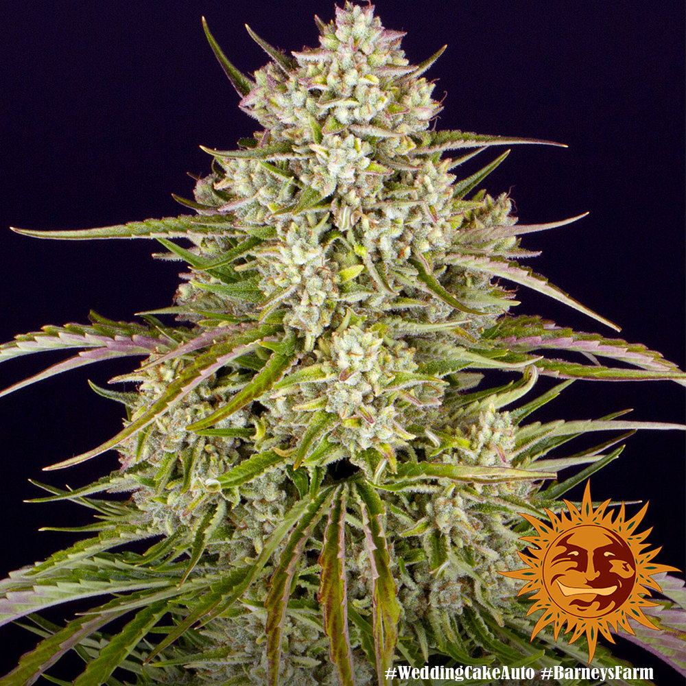 Wedding Cake Auto Autoflower Barney's Farm