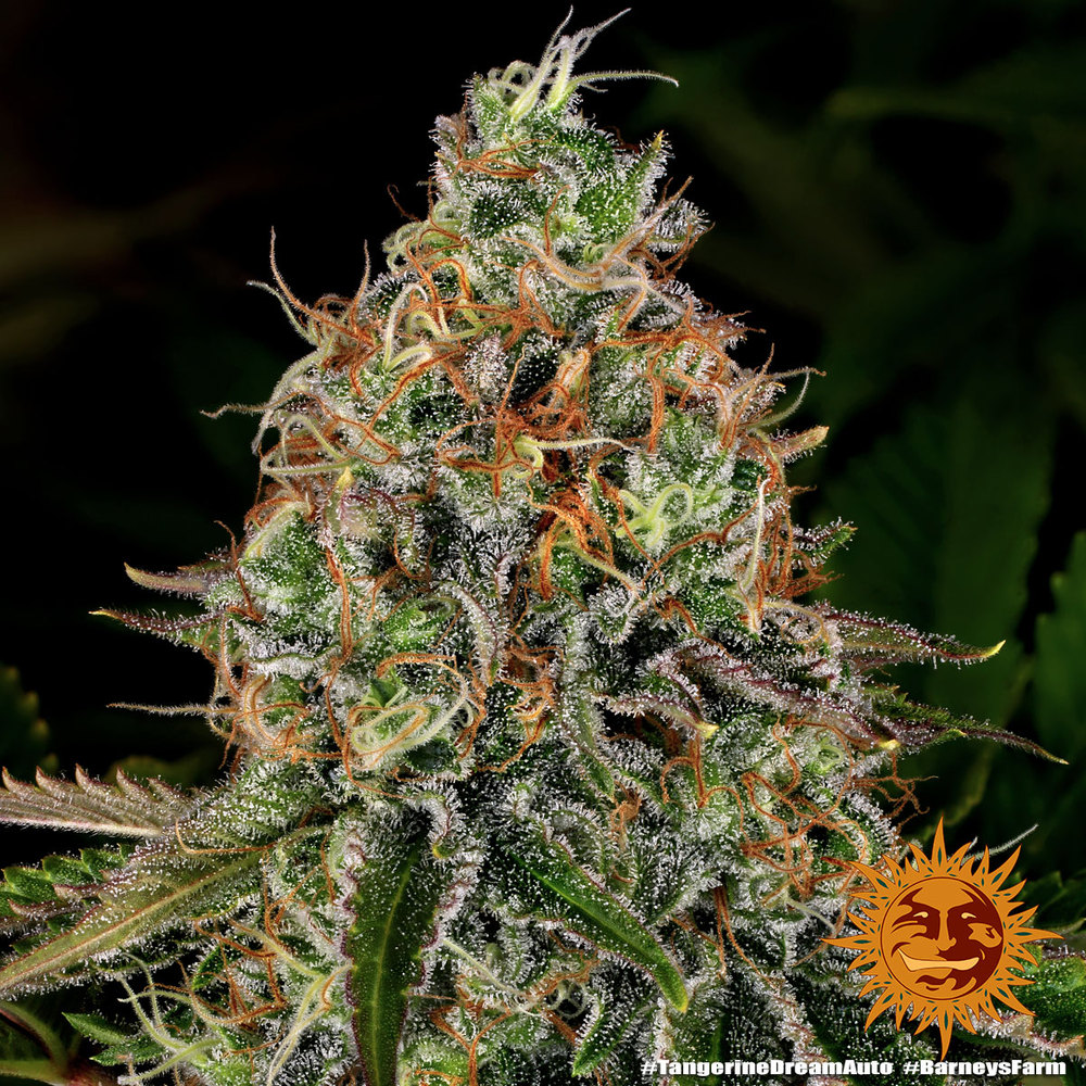 Tangerine Dream Auto Autoflower Barney's Farm