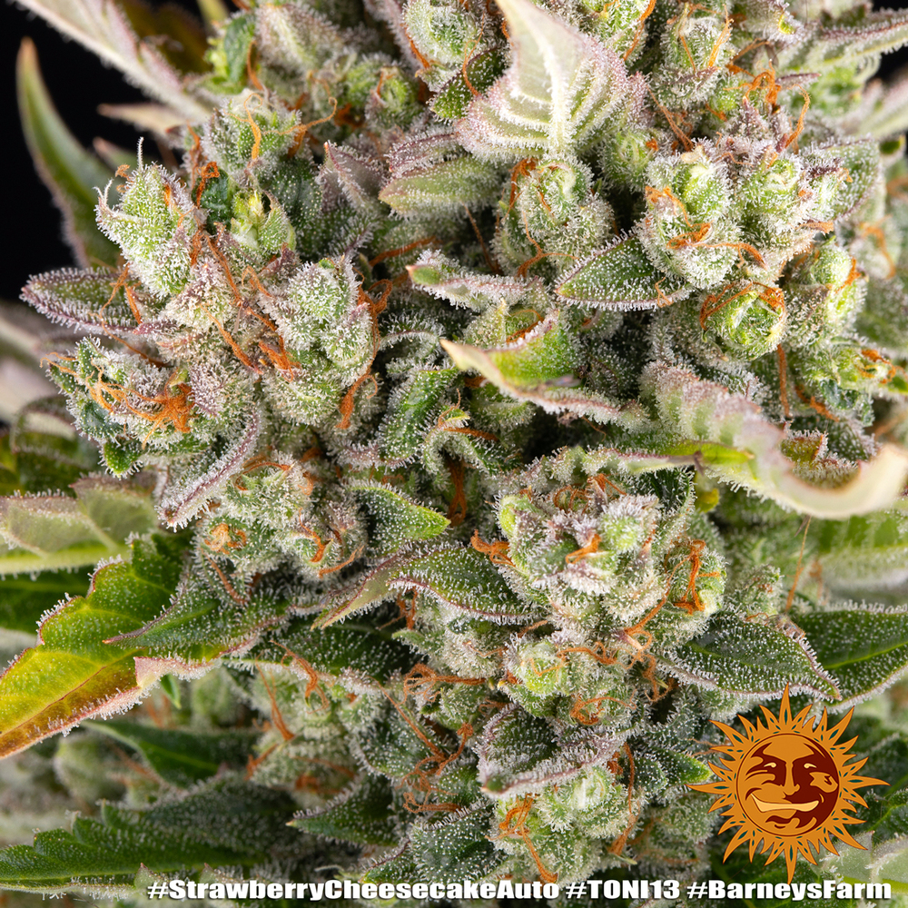Strawberry Cheesecake Auto Autoflower Barney's Farm