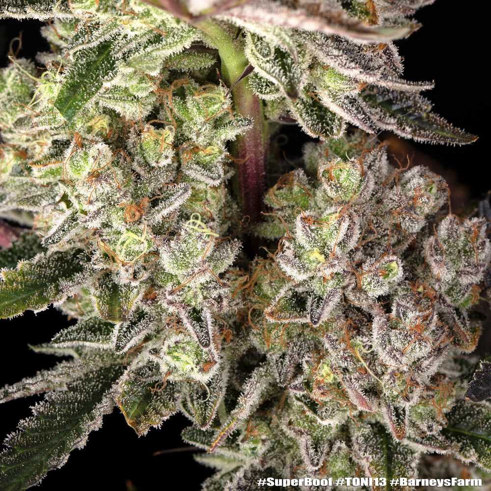 Super Boof Feminised Barney's Farm