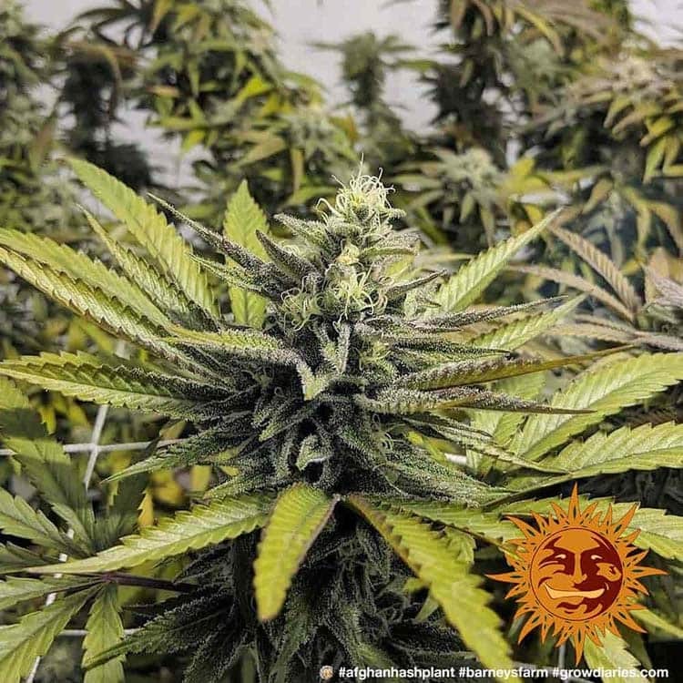 Afghan Hash Plant Regular Barney's Farm