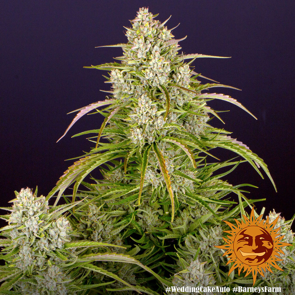 Wedding Cake Auto Autoflower Barney's Farm