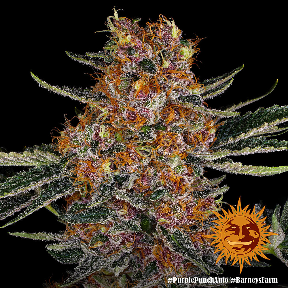 Purple Punch Auto Autoflower Barney's Farm