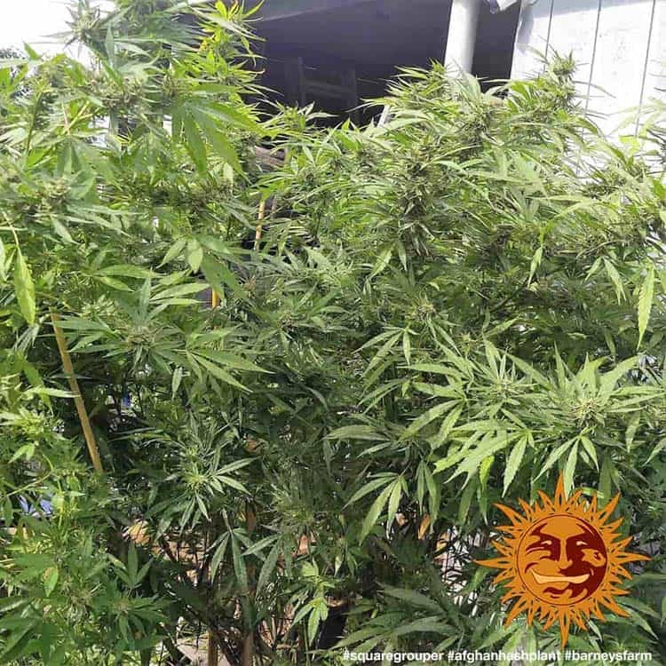 Afghan Hash Plant Regular Barney's Farm