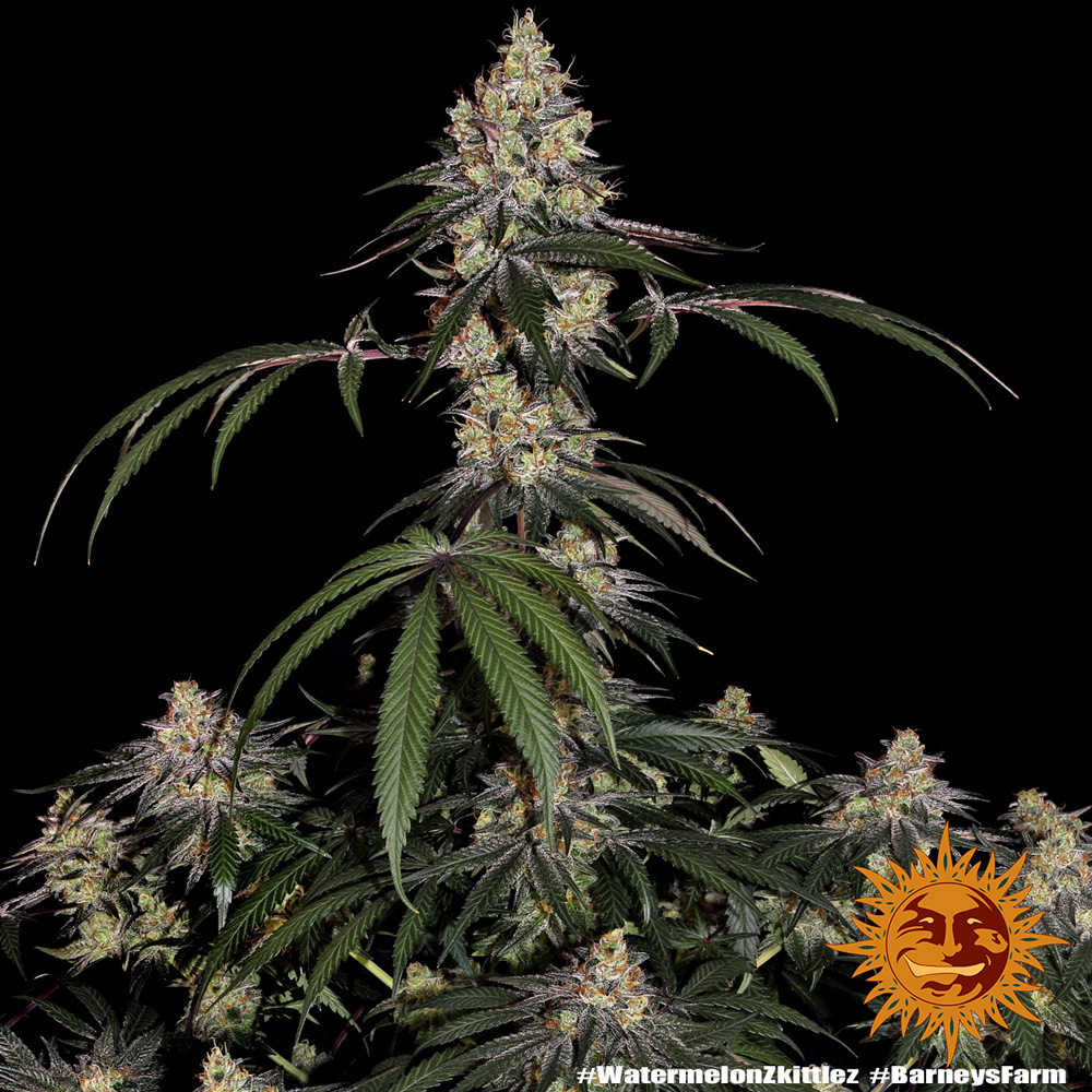 Watermelon Z Feminised Barney's Farm