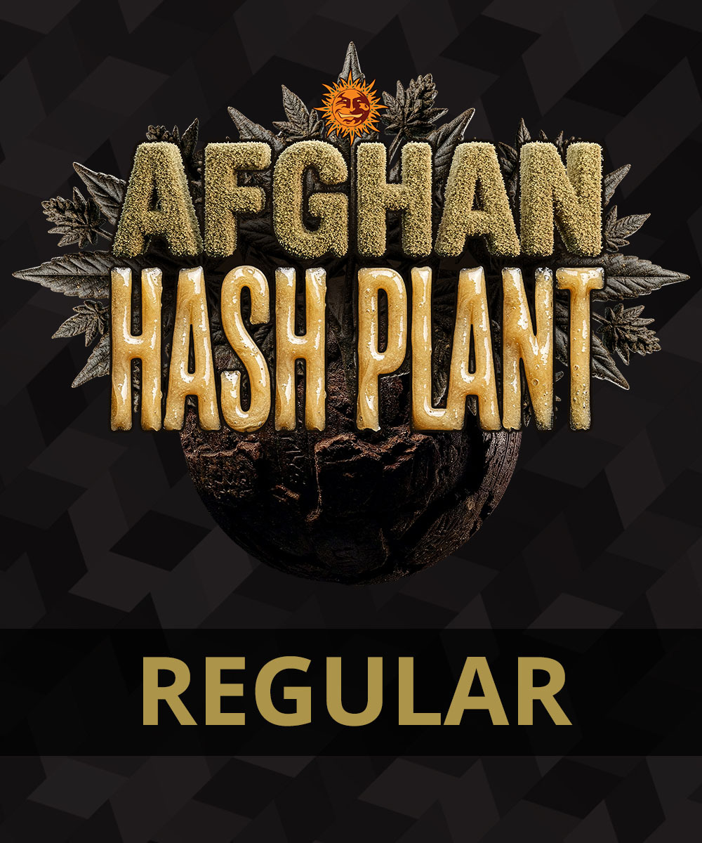 Afghan Hash Plant Regular Barney's Farm