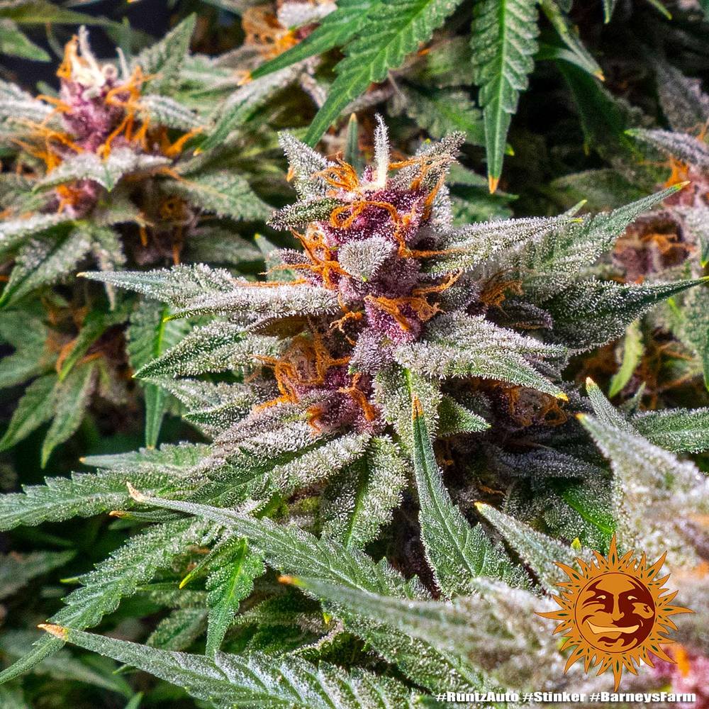 Runtz Auto Autoflower Barney's Farm