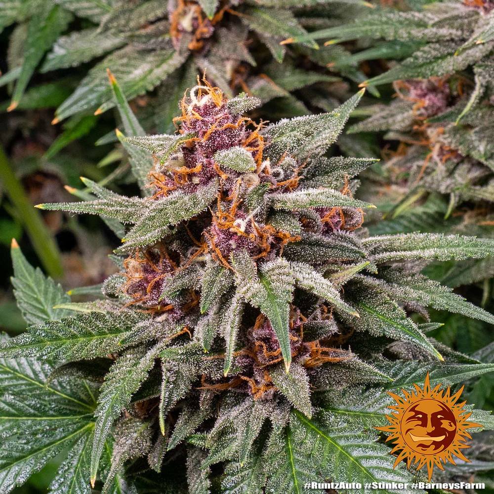 Runtz Auto Autoflower Barney's Farm