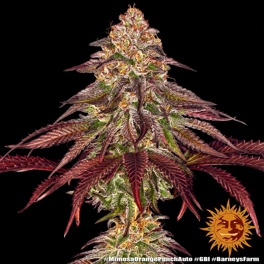 Mimosa x Orange Punch Auto Autoflower Barney's Farm