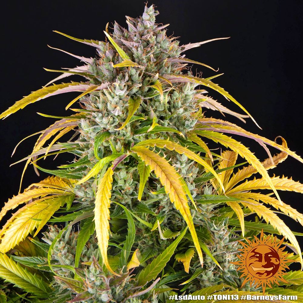 LSD Auto Autoflower Barney's Farm