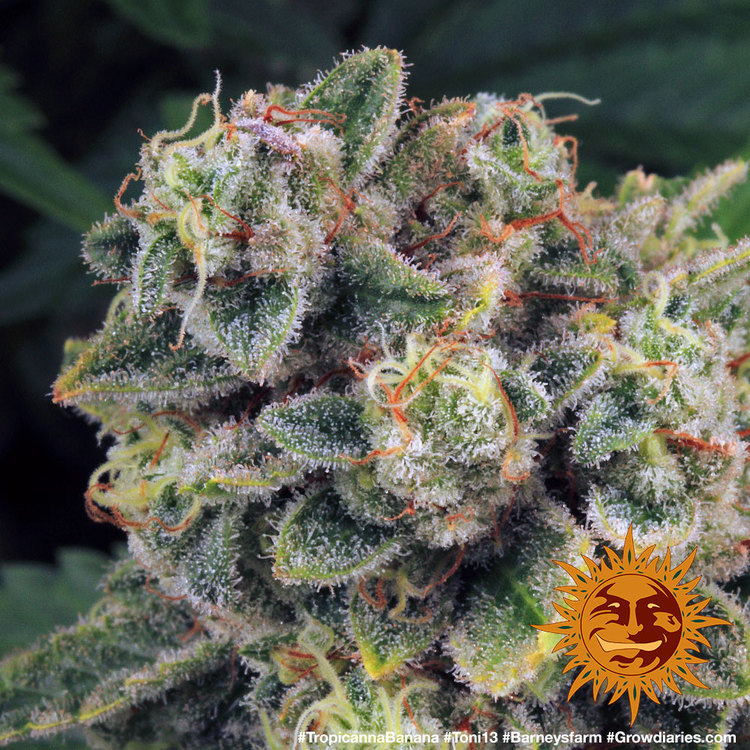 Tropicanna Banana Feminised Barney's Farm